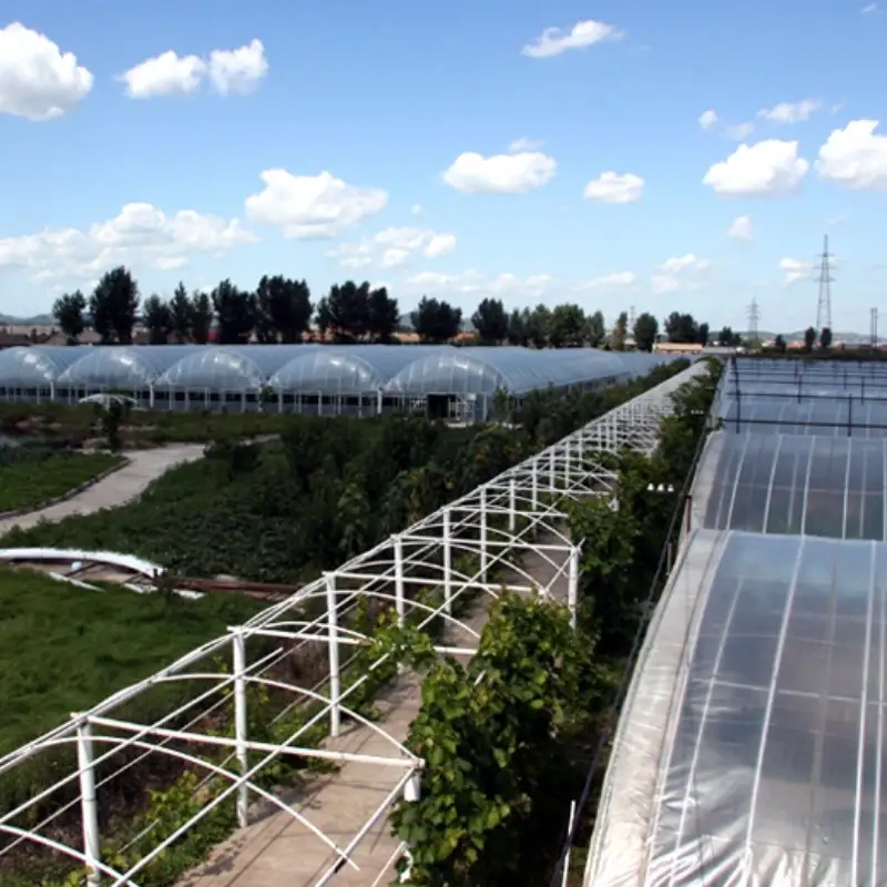 Greenhouse Plastic Film, PE Material, Agricultural Use, Supplier