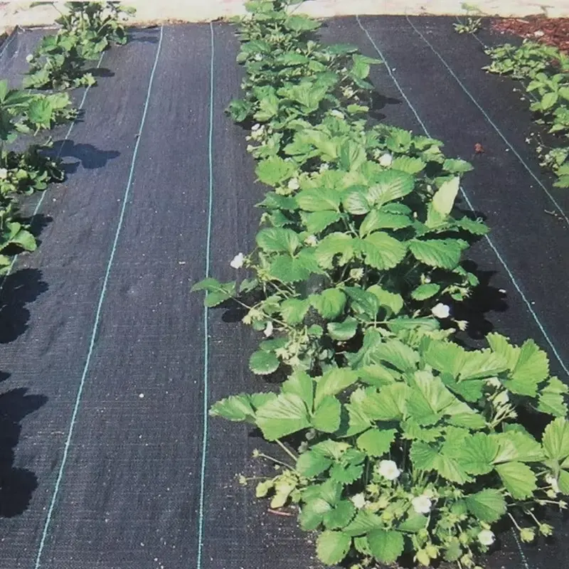 PE weed control fabric Agricultural Ground Cover Manufacturer