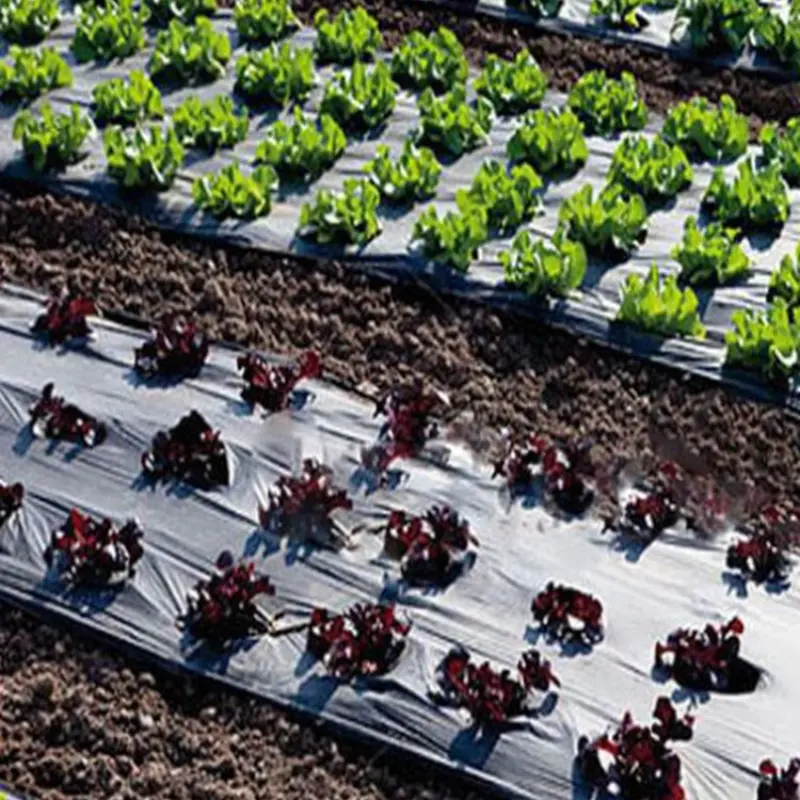 Agricultural Mulch Film Silver-Black Black Plastic Mulch Manufacturer